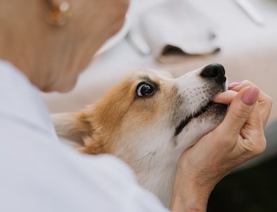 person petting cute corgi dog