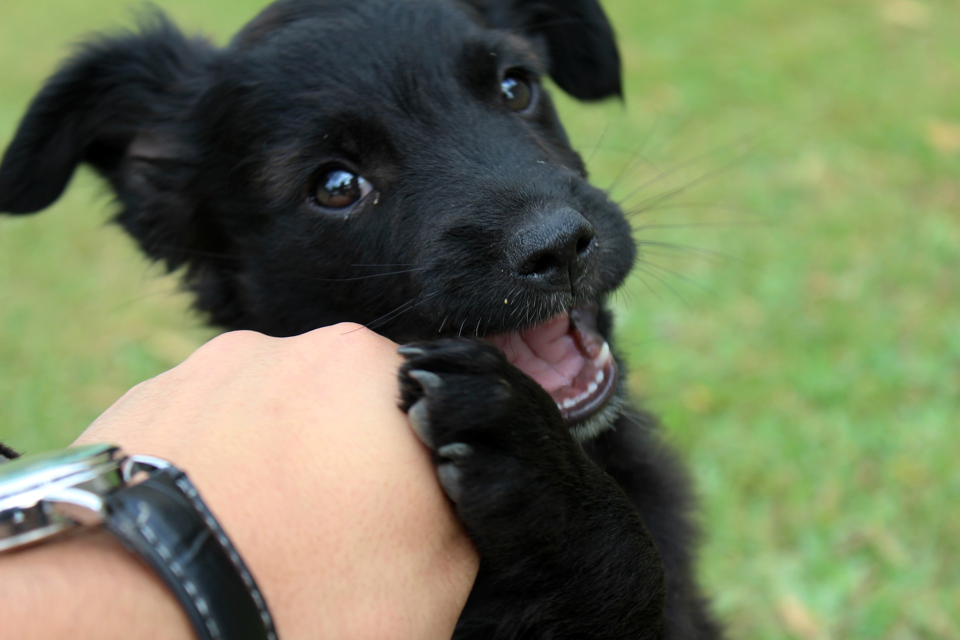 person playing with black lab puppy